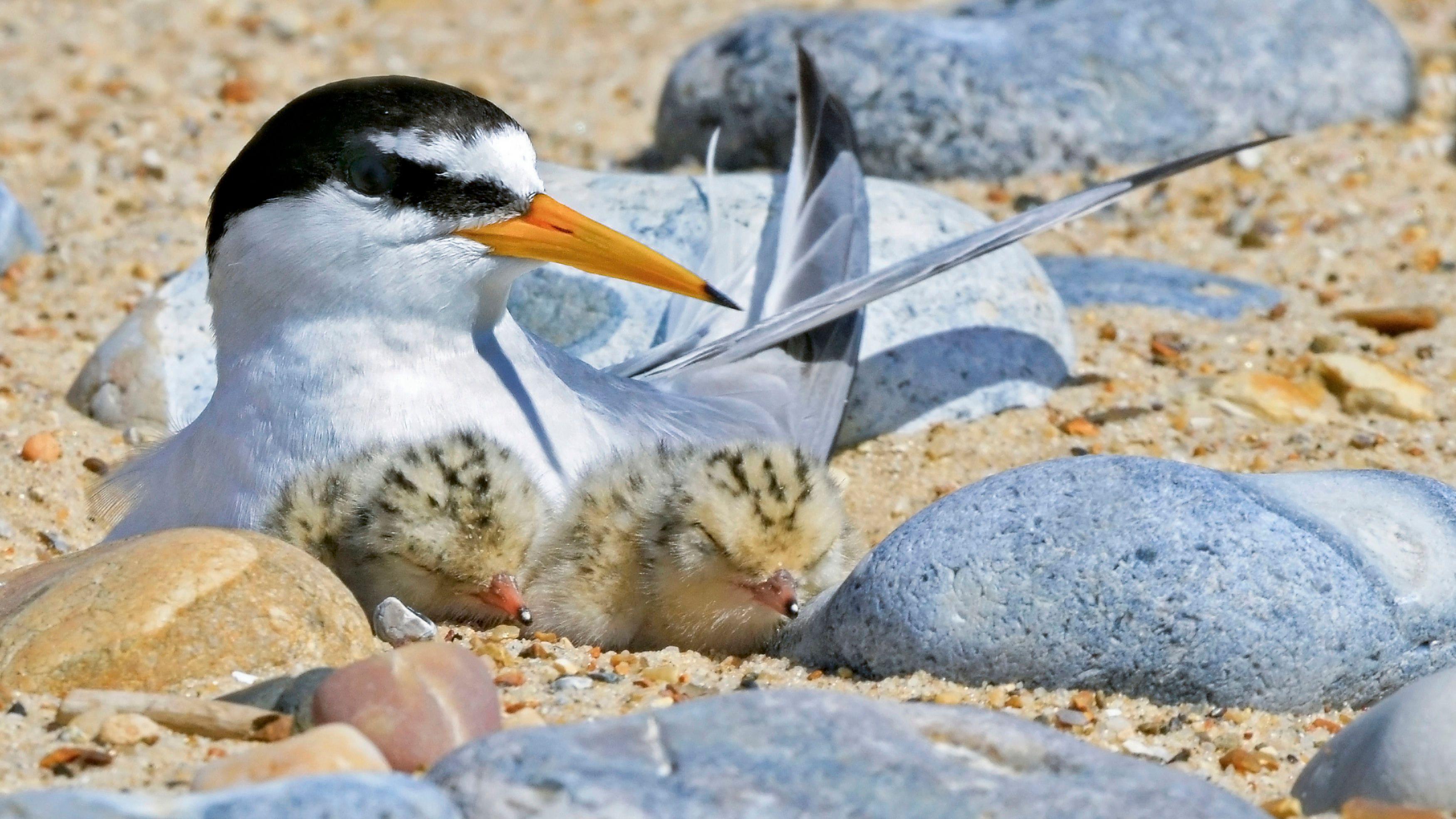 Kessingland beach fencing will protect ground-nesting birds - BBC News