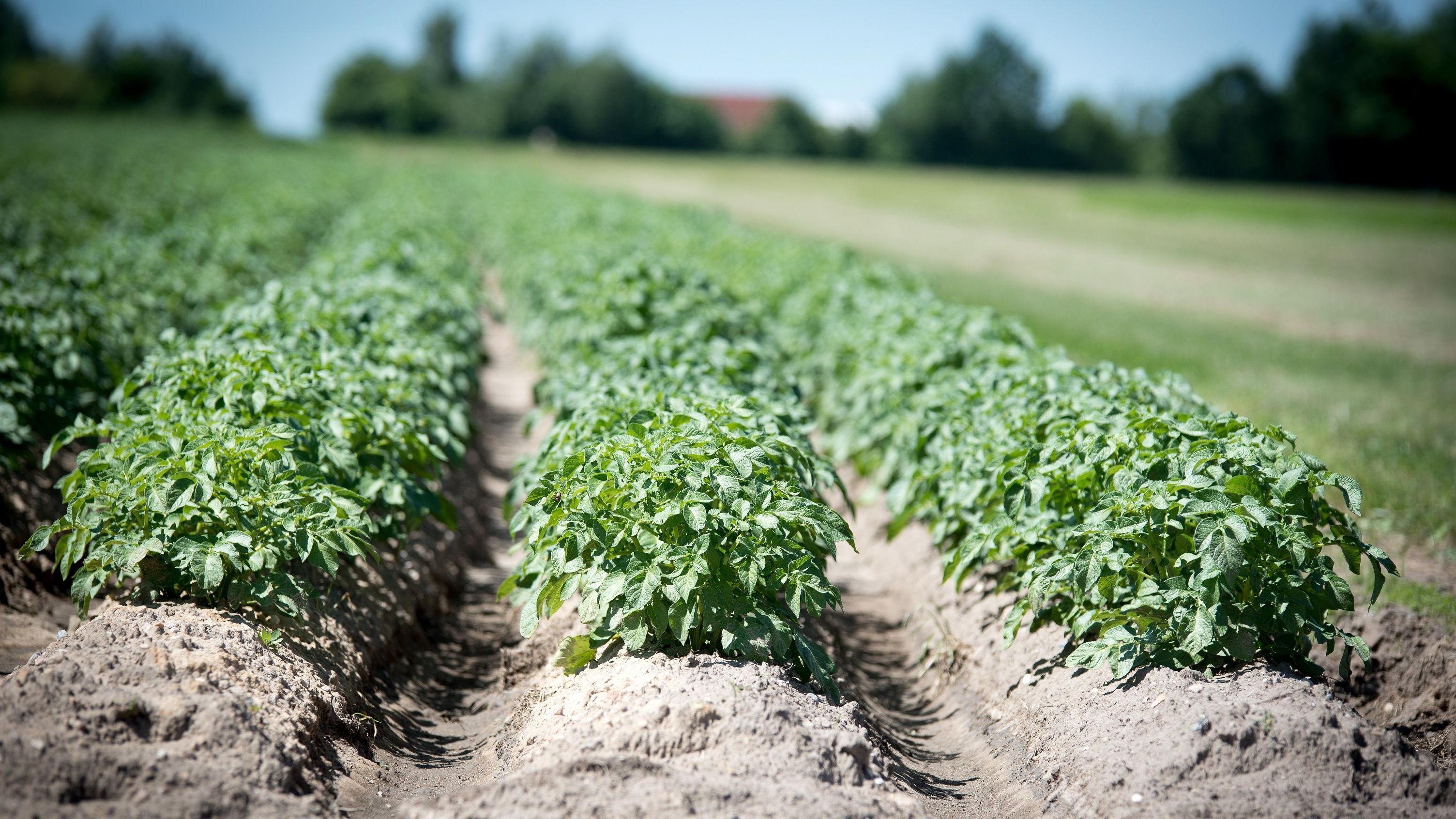 App to help farmers with £3.5bn potato problem
