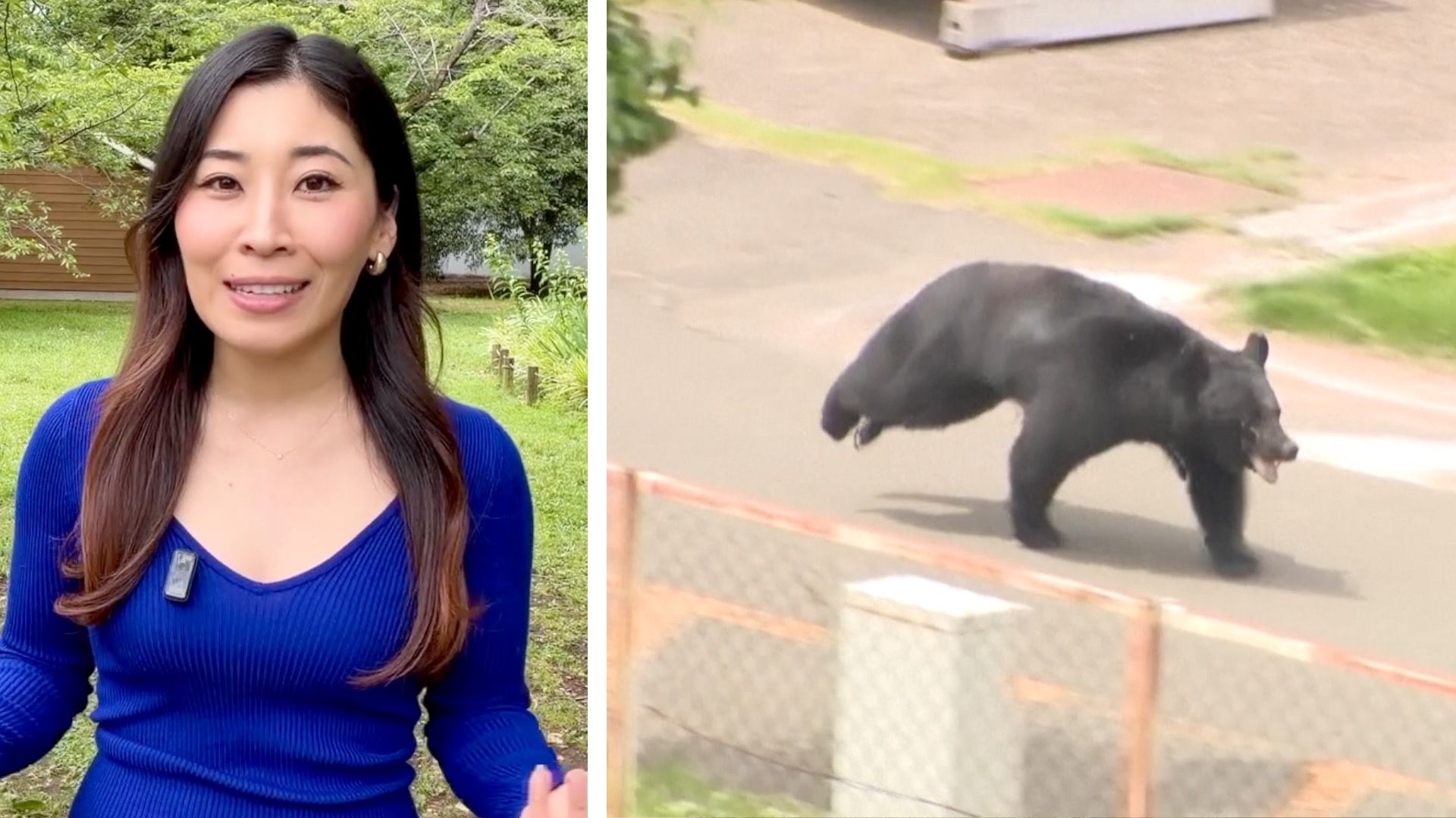 'Extremely intelligent' bear on the run in Japan after injuring four people