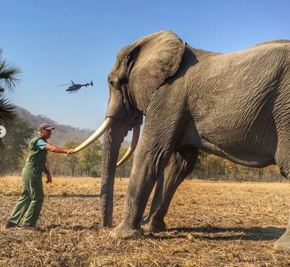 Мужчина, держащий бивень слона, привязанного по соображениям охраны природы, опубликовал в Instagram-аккаунте герцога Сассекского