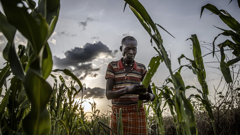 Фермер из Турканы Джозеф Тирквел оценивает серьезный ущерб, нанесенный его посевам кукурузы, в то время как личинки пустынной саранчи опустошают их в Напейкаре, округ Туркана, Кения.