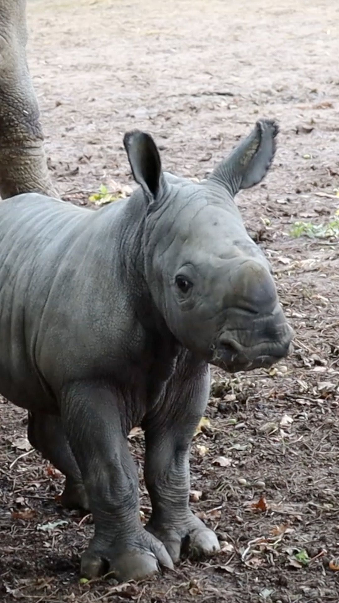 Energetic' white rhino born at wildlife park