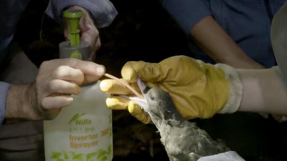 Ученые смывают пластик из желудка птицы на острове Лорд Хау