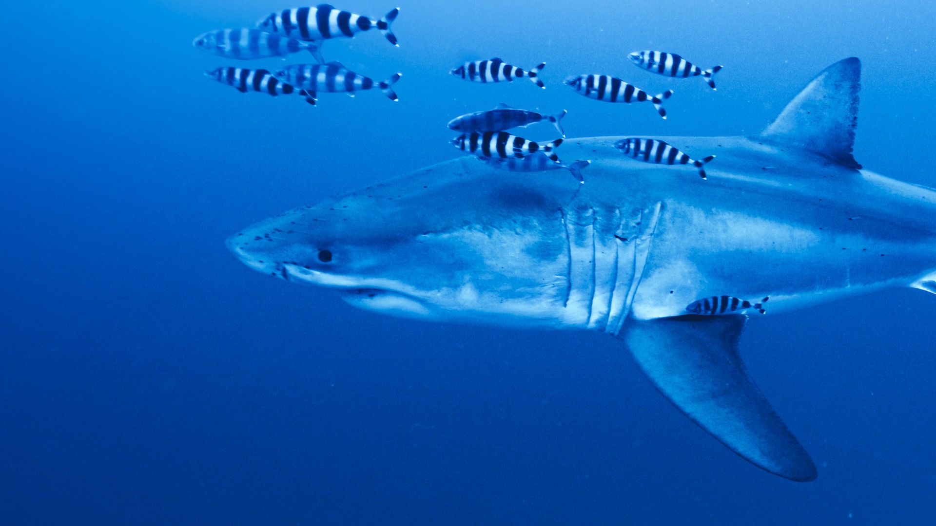 'Pretty special': Diver on filming rare footage of Great White shark in the Mediterranean