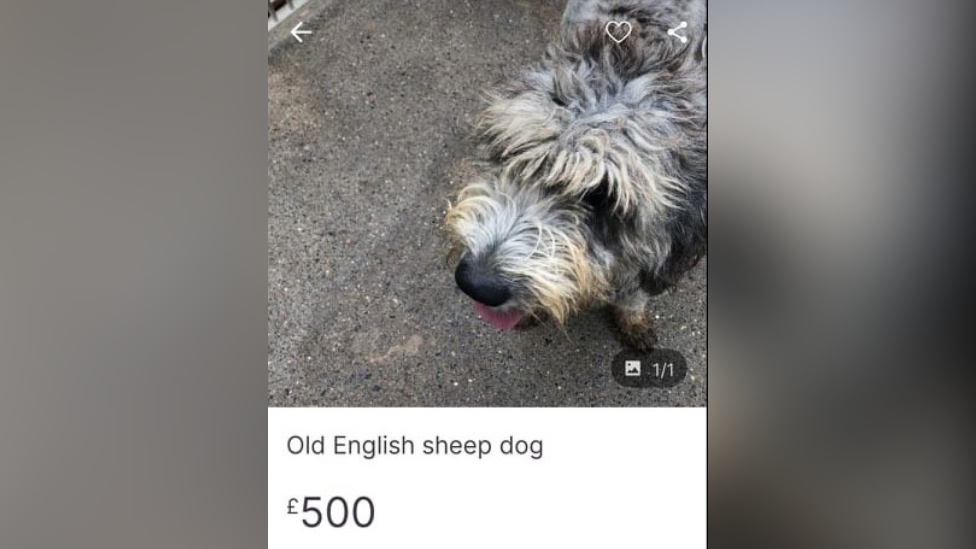 Anúncio de venda de cachorro