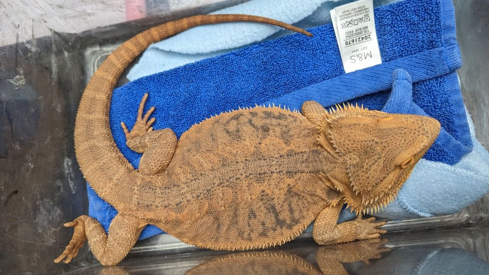 Bearded dragon abandoned during cold snap saved - BBC News