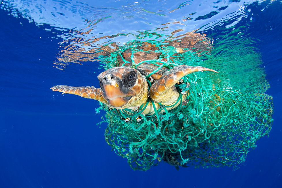 Морская черепаха, запутавшаяся в рыболовной сети, плывет у берегов Тенерифе, Канарские острова, Испания, 8 июня 2016 года.