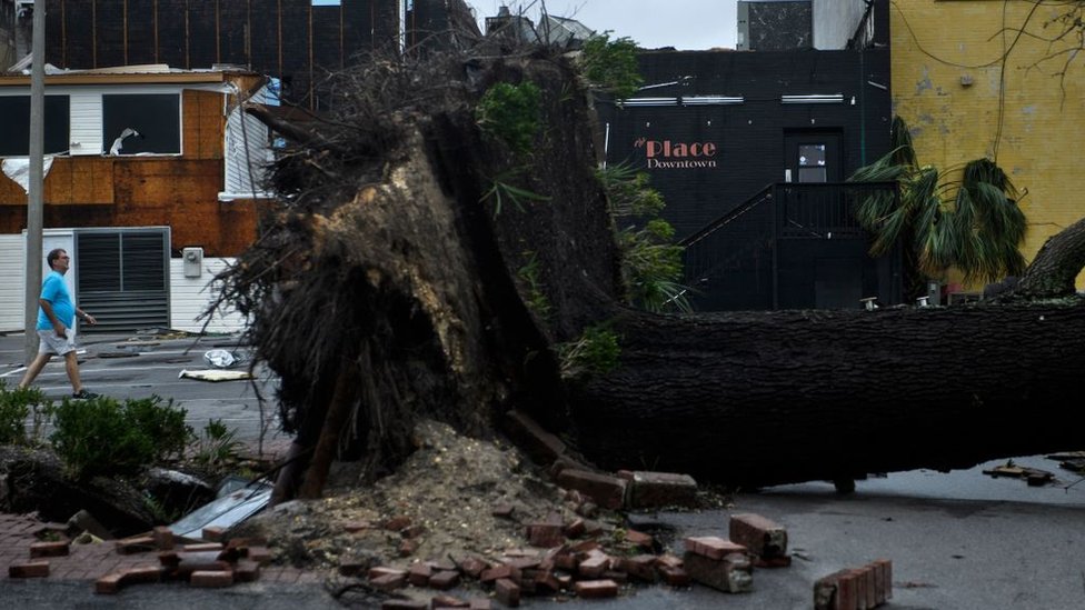 Árbol caído por cuenta del paso del huracán Michael