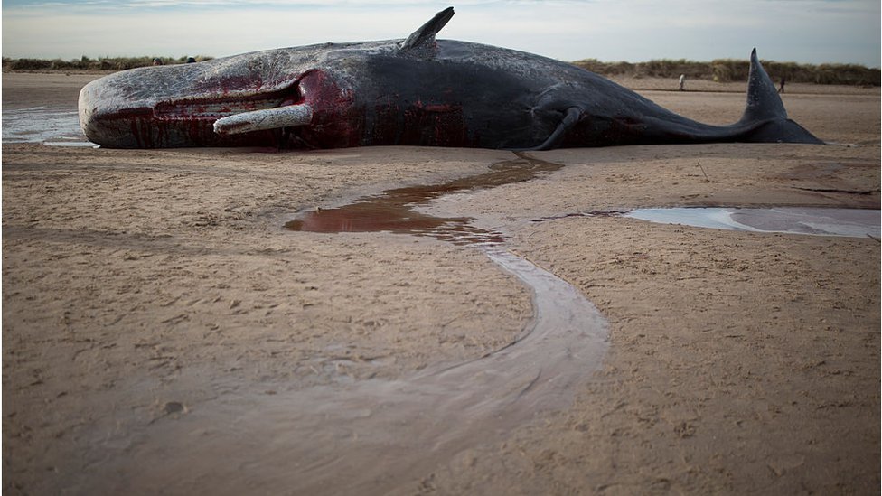 A menudo, las ballenas enfermas terminan varadas en las playas, como este cachalote en Nueva Gales del Sur. Cachalote varado