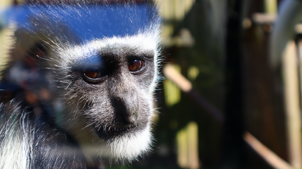 Sussex zoo to open new £500,000 colobus monkey enclosure