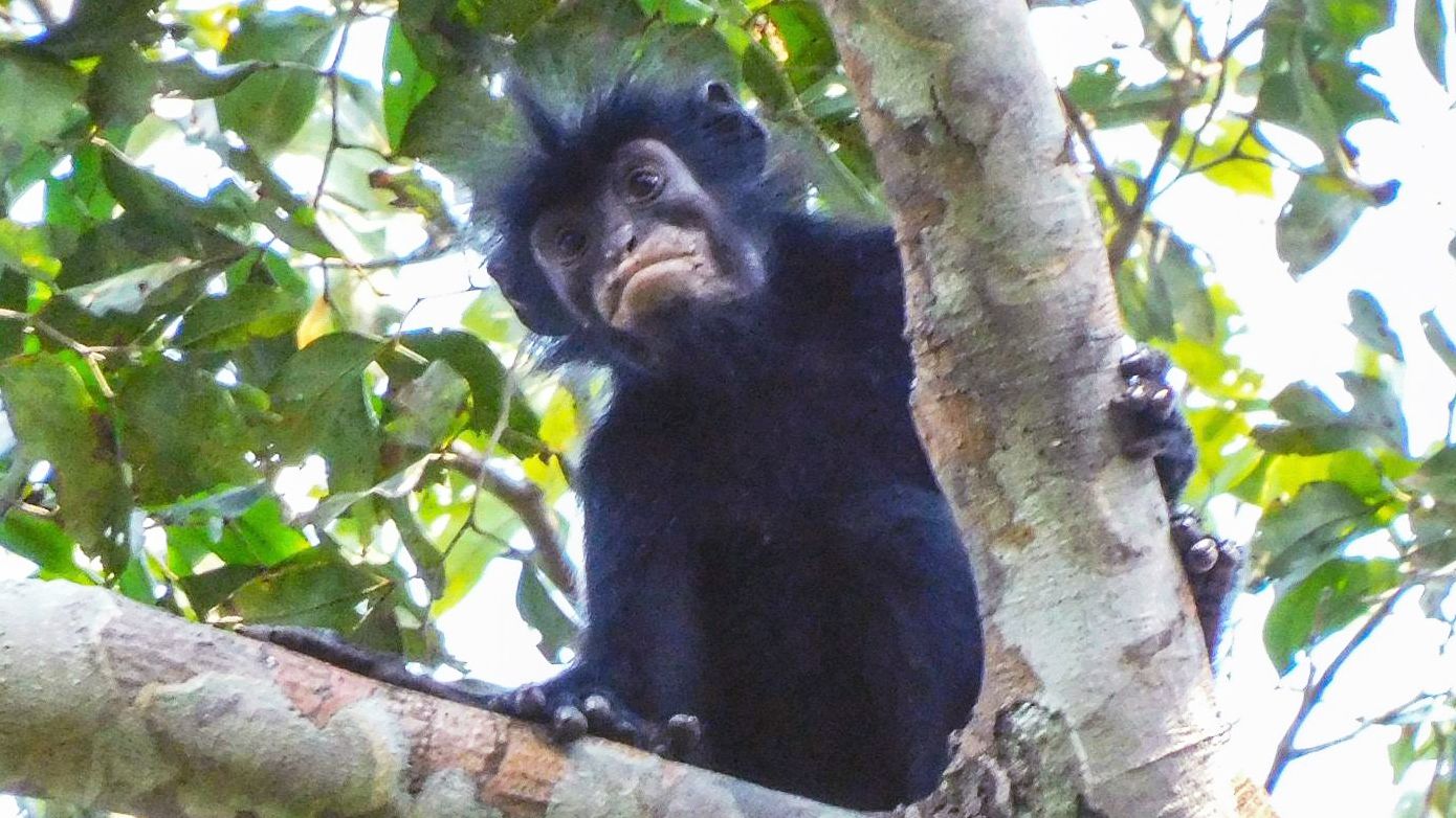 New monkey species with orange lips found 'hiding' in DRC forest