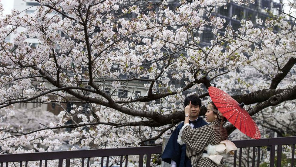 Japan S Cherry Blossom Earliest Peak Since 812 Bbc News