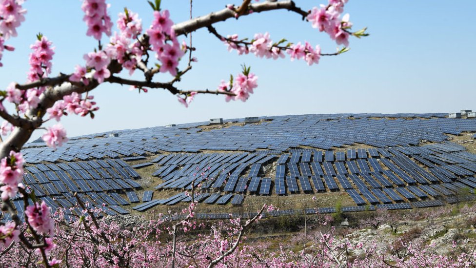 A solar power station is seen under the shadow of peach blossoms in Zaozhuang, East China