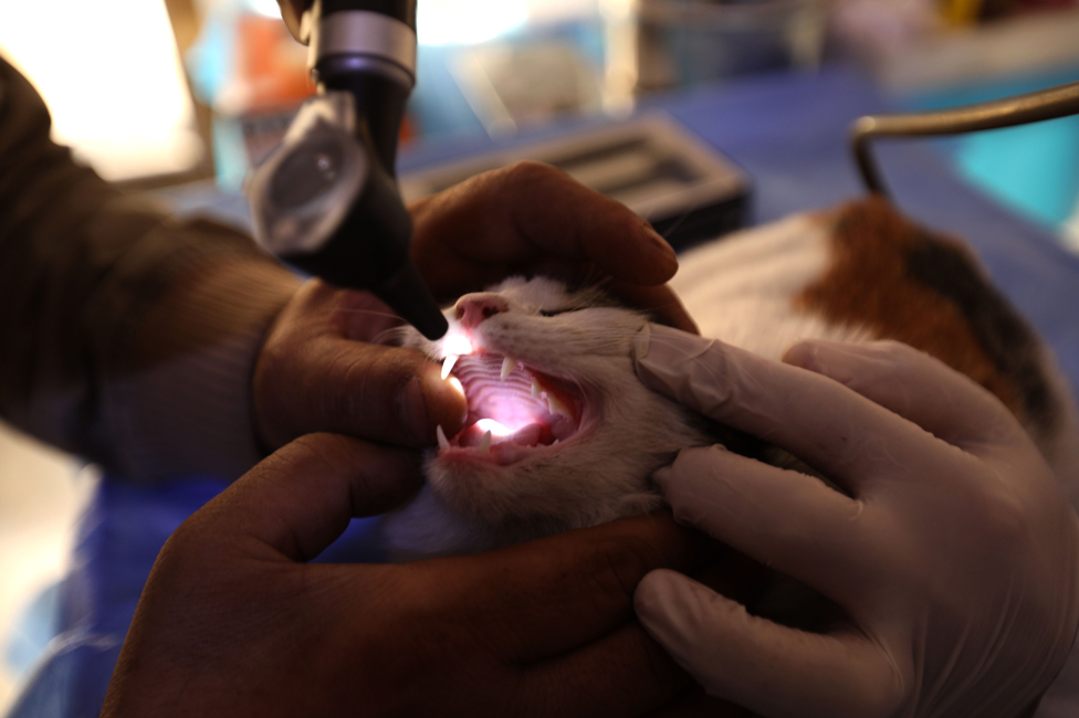 Veterinar pregleda zube mački