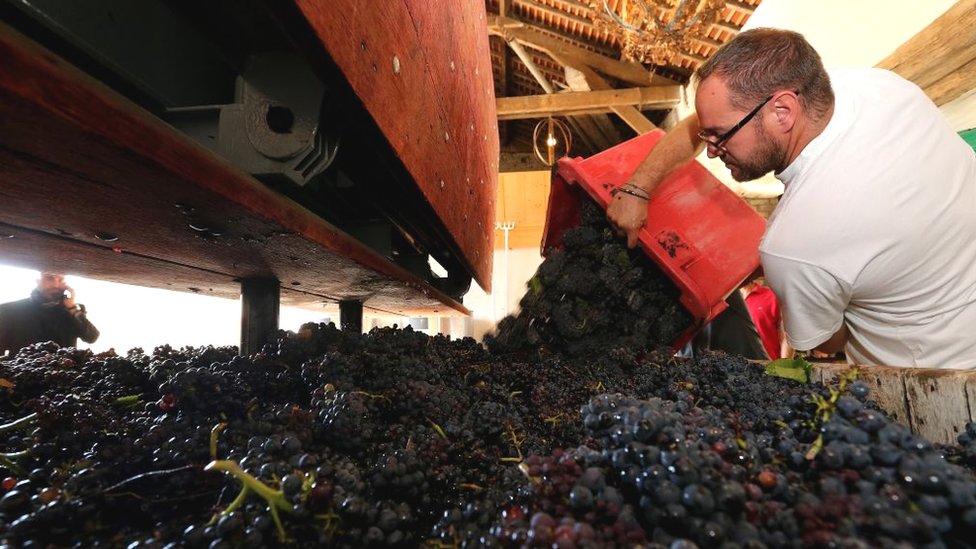 Мужчина наполняет виноградный пресс гроздью винограда во время сбора винограда в районе Шампани