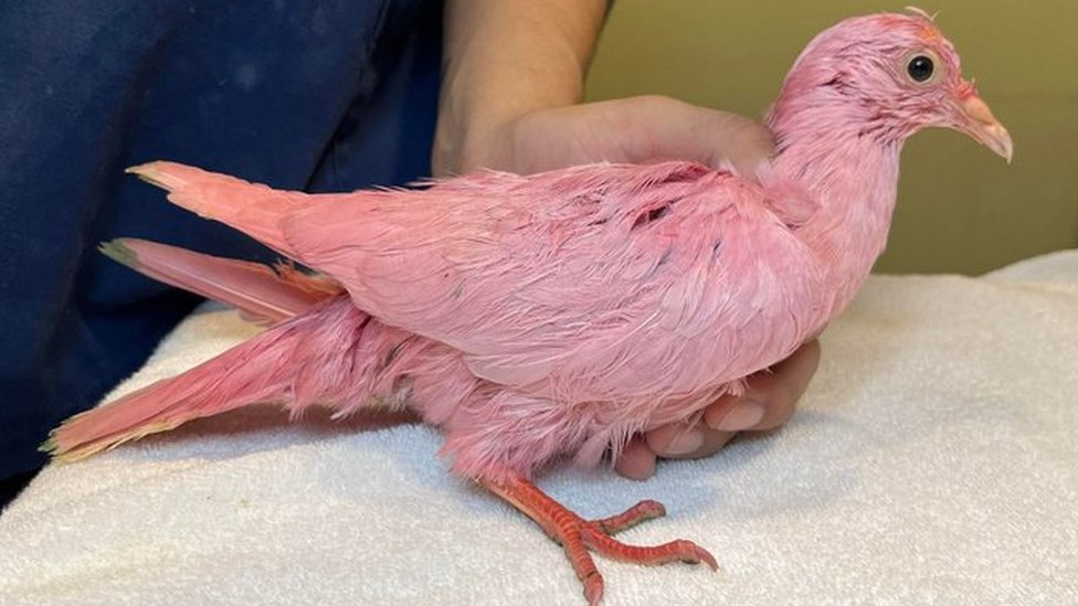 Pigeon 'dyed pink for New York gender reveal party' - BBC News