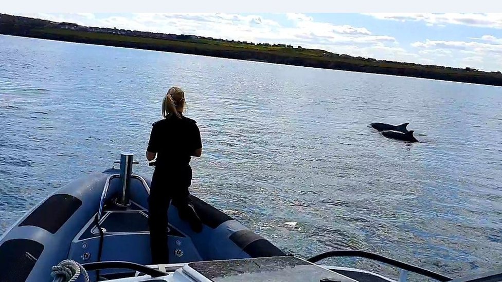 Офицер на лодке наблюдает за дельфинами
