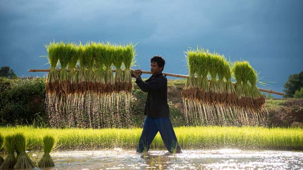 Un cultivador en el Sudeste Asiático