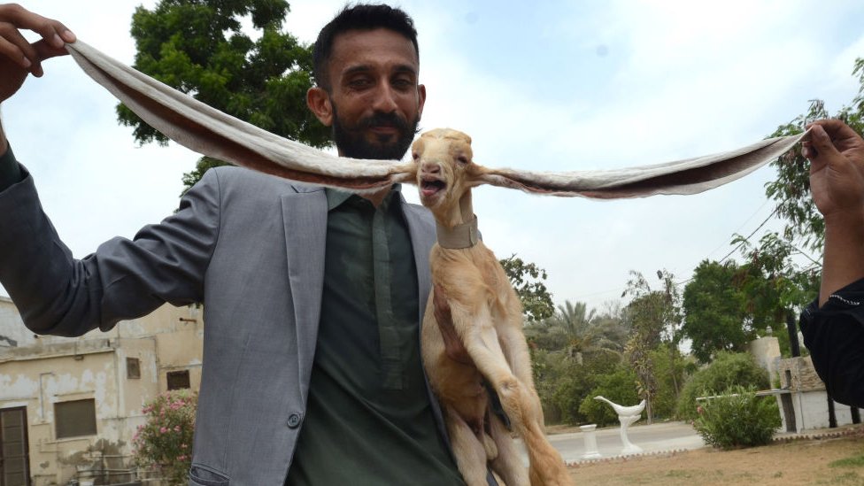 صورة الماعز الصغير والمربي