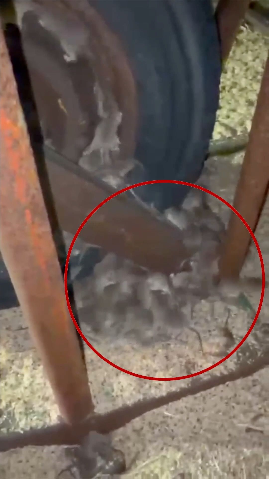 آسٹریلوی کسان چوہوں سے پریشان