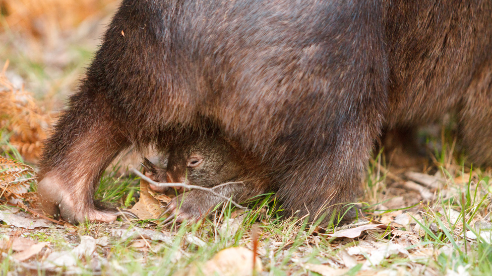Wombat llevando a su bebé