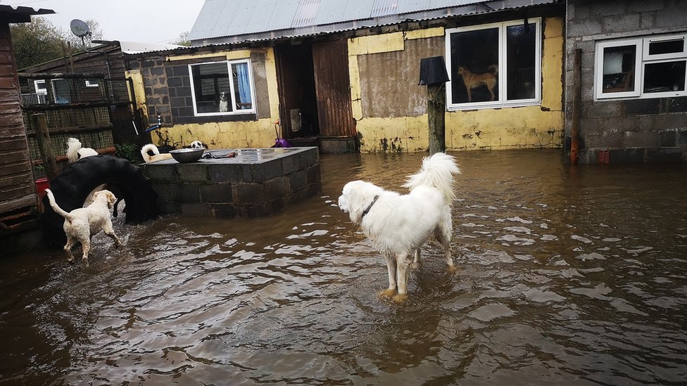 lizzies barn sanctuary
