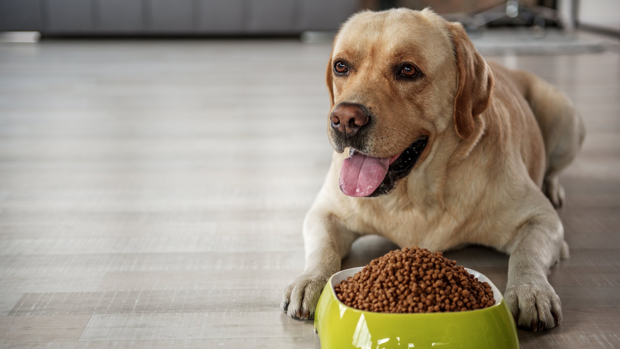 Labrador retriever outlet feeding