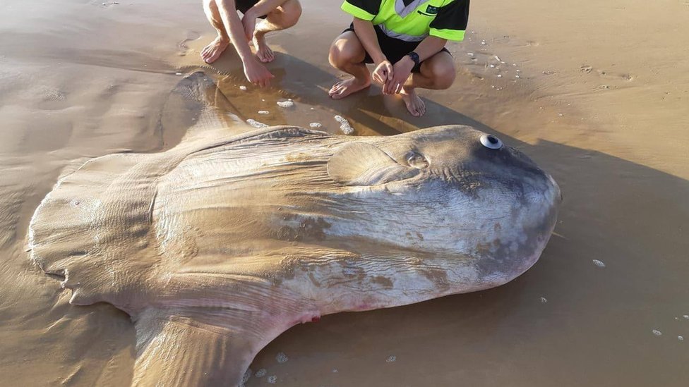 Los pescadores se acercan al gran pez en una playa en Australia.