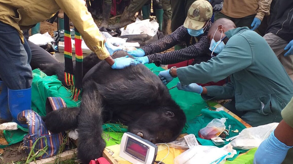 Раненая горилла, ДРК