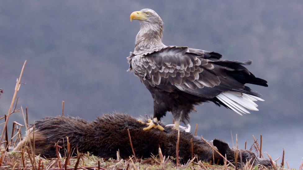 UK's oldest sea eagle recorded on Isle 