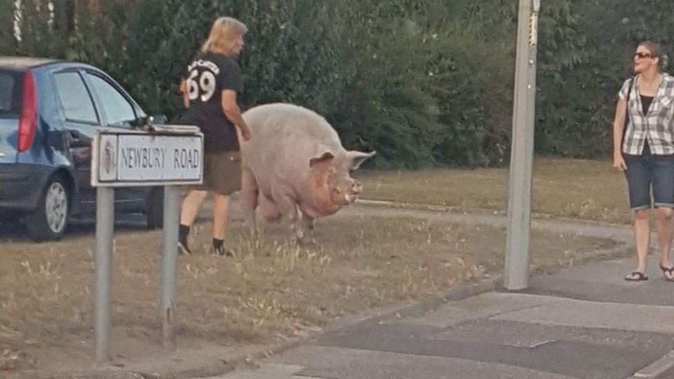 Свинья в Ипсвиче