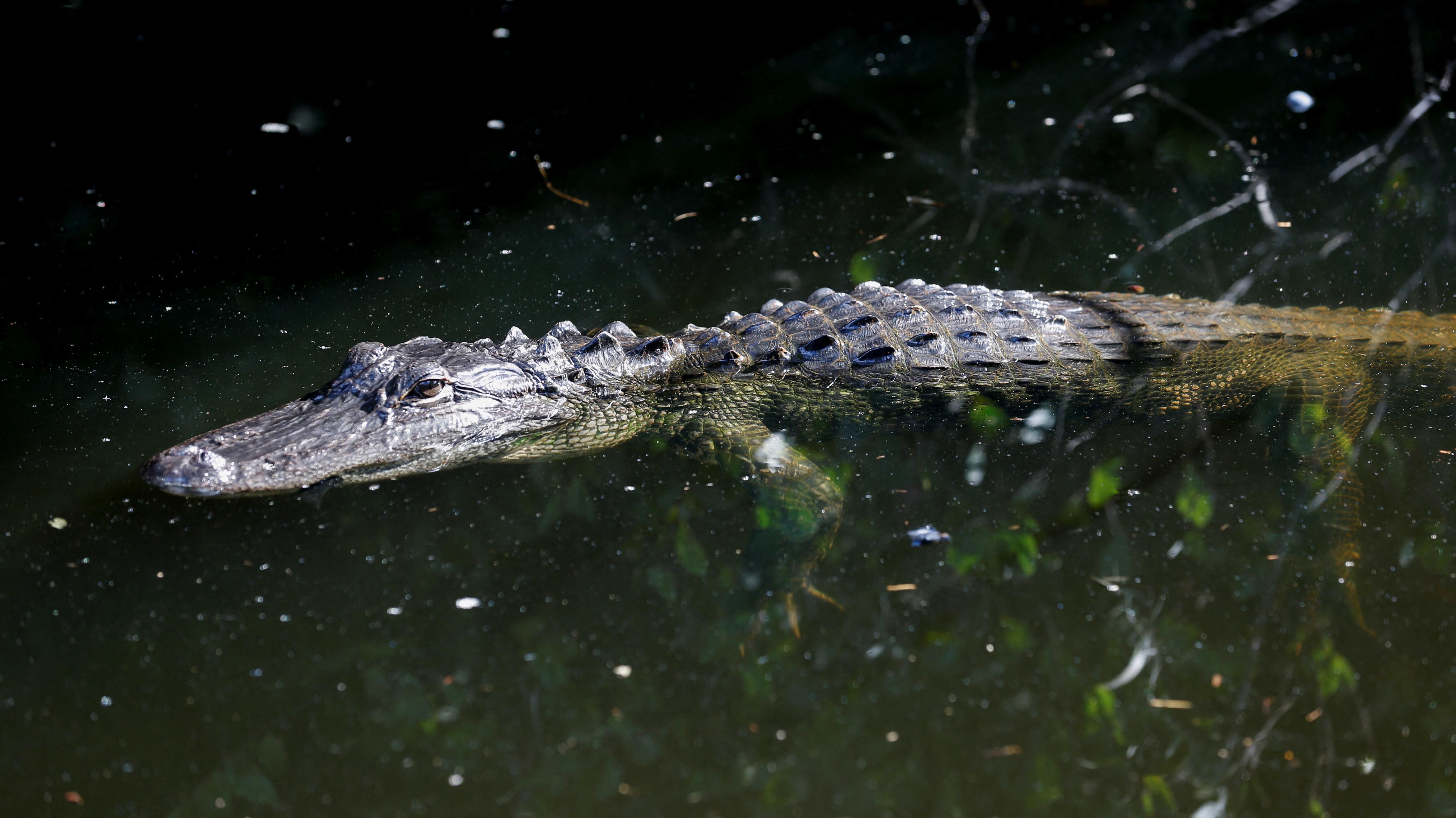 Trump: 'We're going to teach them how to run away from an alligator'