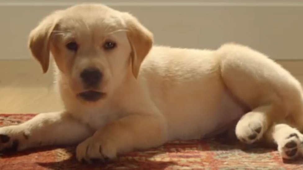 retired seeing eye dogs