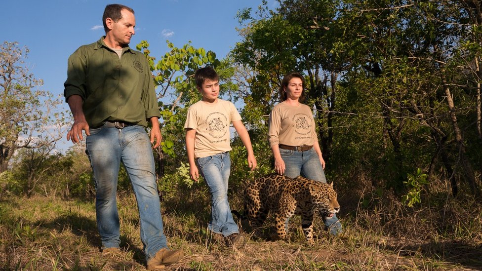 Tiago camina con sus padres y un jaguar.