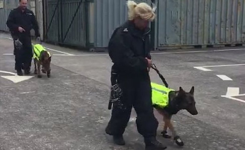 protective shoes for dogs paws