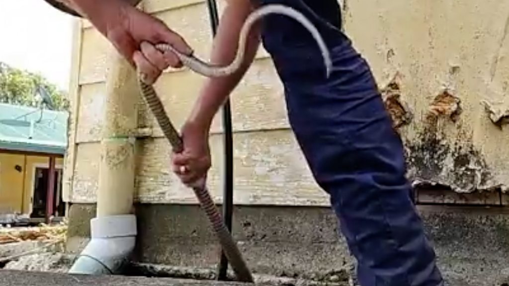 'Get in the bag mate': Australian catches highly venomous snake under house