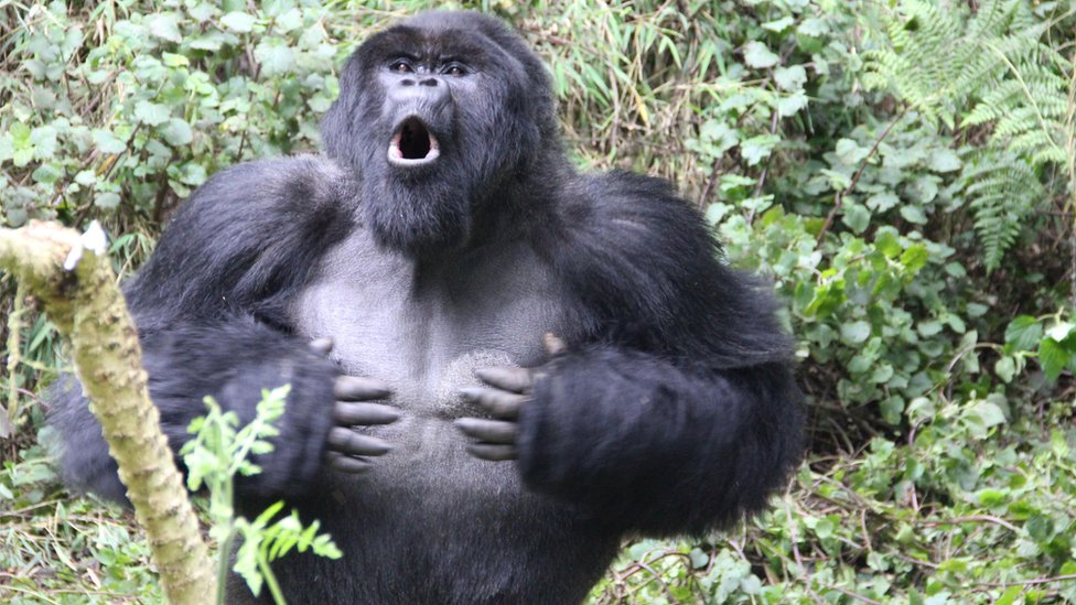 Gorila de montaña macho (Gorilla beringei beringei)