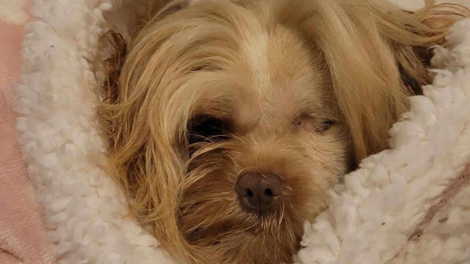 Rescued one-eyed shih-tzu makes progress 'every second'