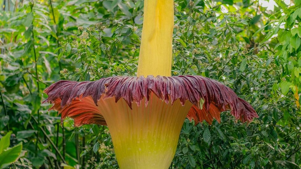 その他 Draculazer KarehaKaijin&Corpse Flower Corpse Flower: Kew's foul-smelling plant blooms again - BBC News