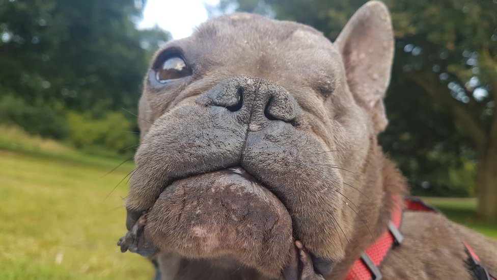 is french bulldog ugly? 2