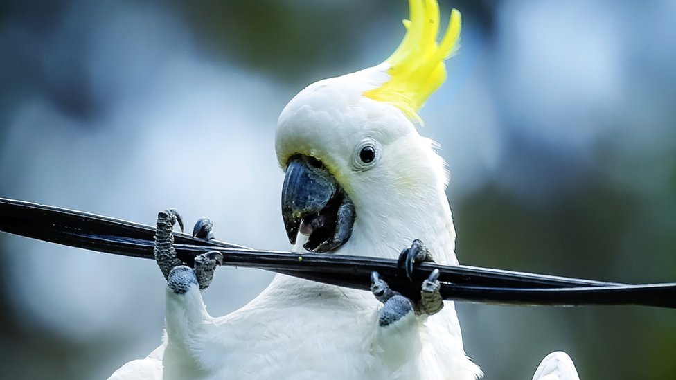 Australia cockatoos chew billion dollar broadband