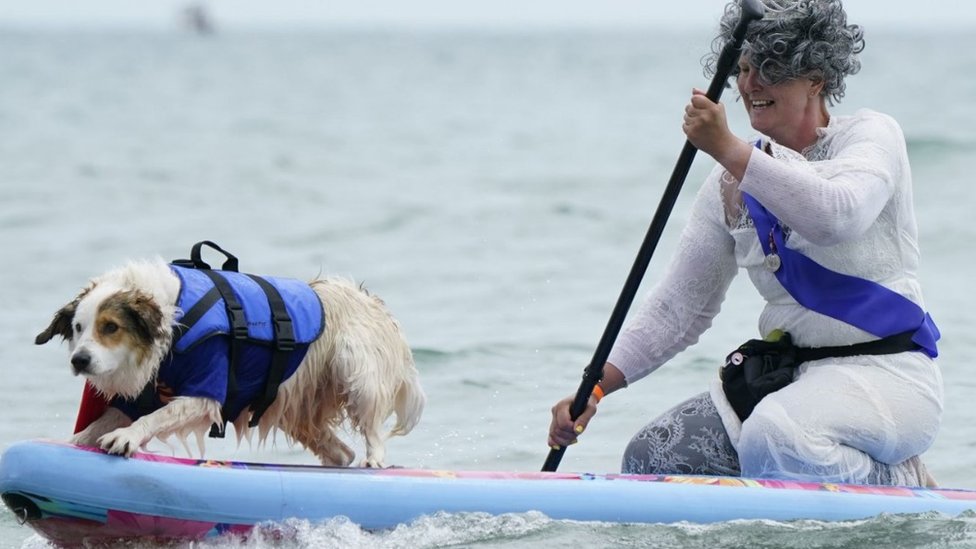 dogsurfing