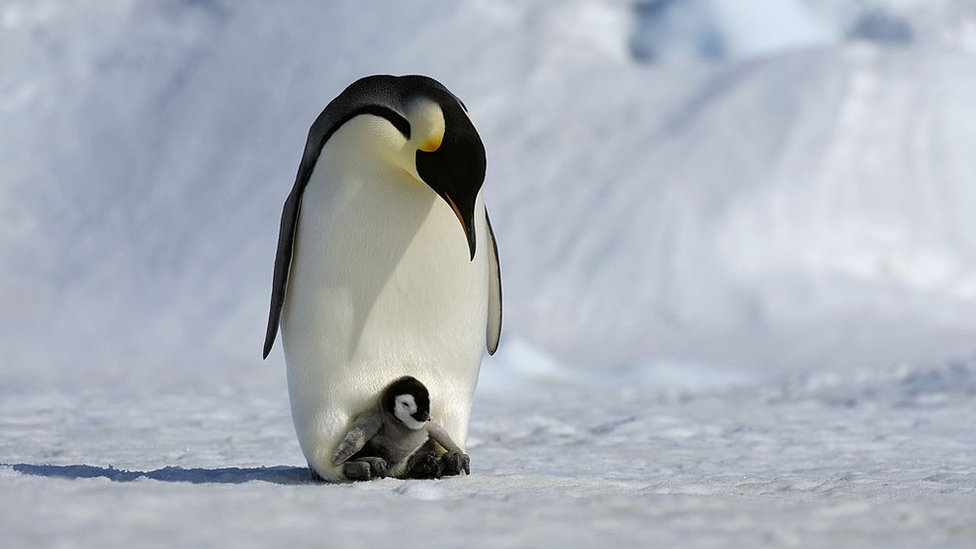 Pingüino emperador con una cría