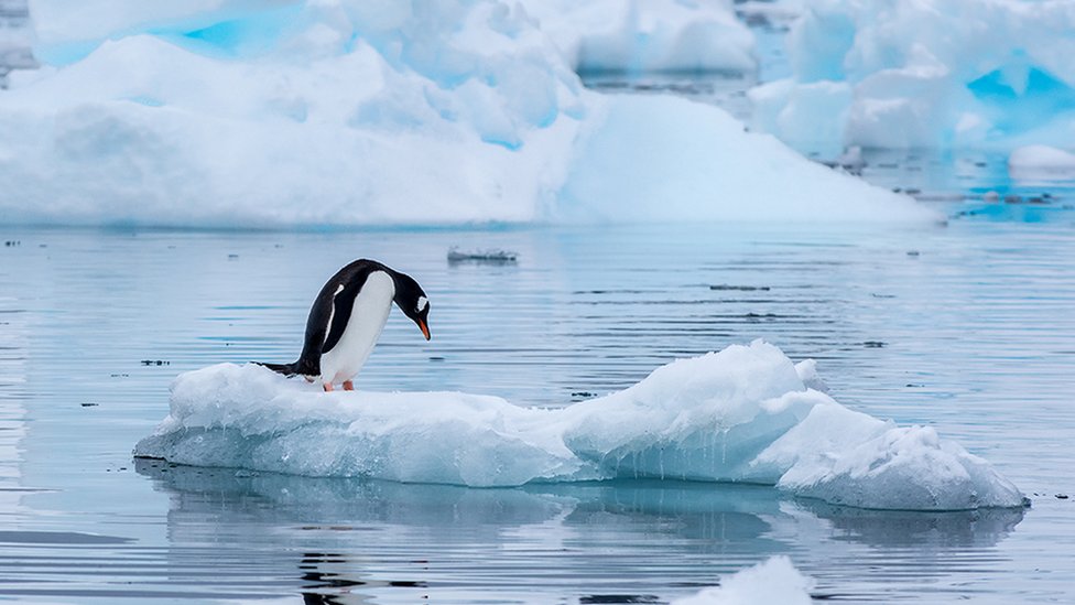 Real Academia Española - ¿Es «Antártida» o «Antártica»? Para denominar el  conjunto de tierras situado en el polo sur terrestre, son válidas ambas  denominaciones, «Antártida» y «Antártica». La forma «Antártida» —surgida por