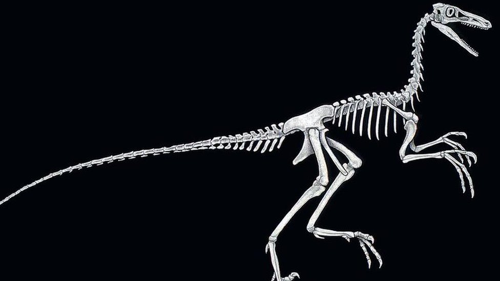 Dibujo de un esqueleto de Troodon.