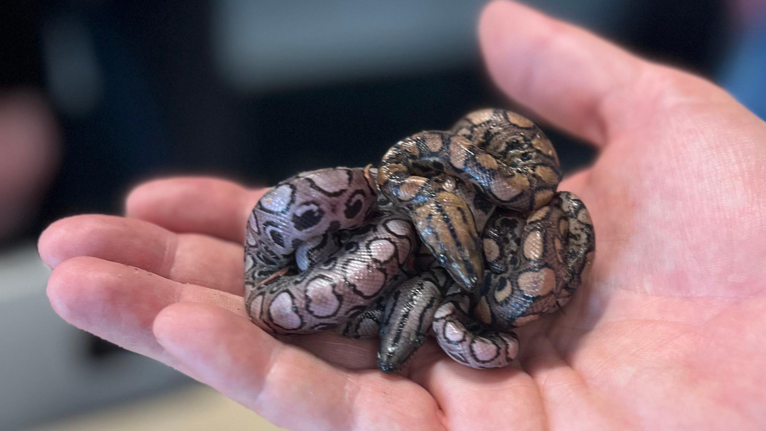 Snake at Portsmouth college has virgin births - for second time