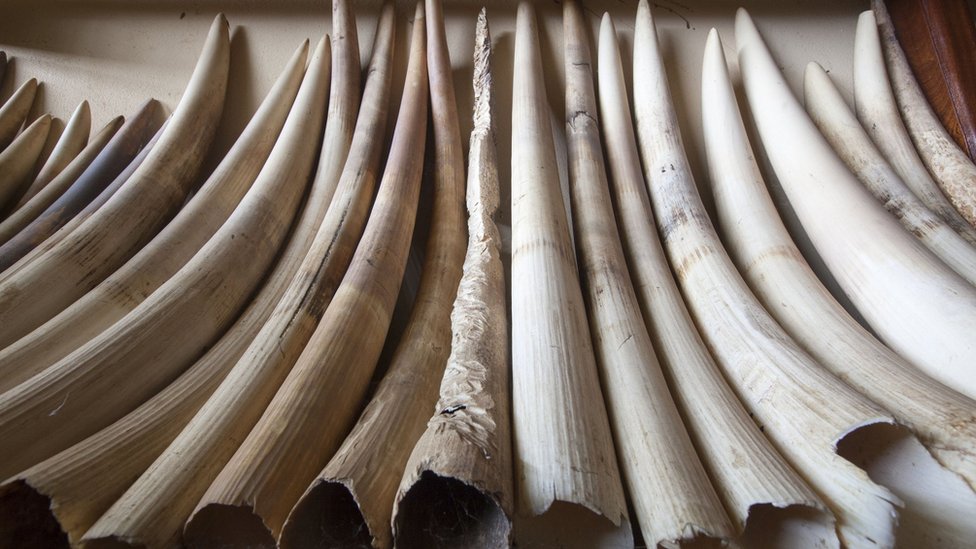 Plans to ban selling ivory in the UK - CBBC Newsround