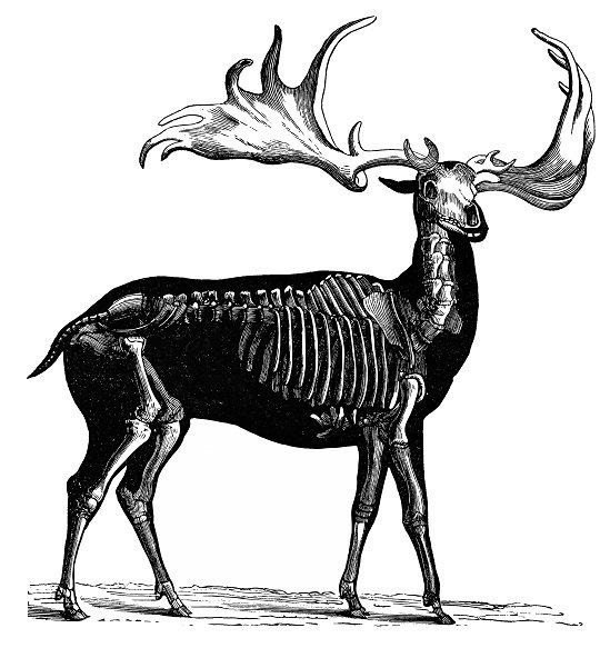 Antique illustration of Irish Elk.