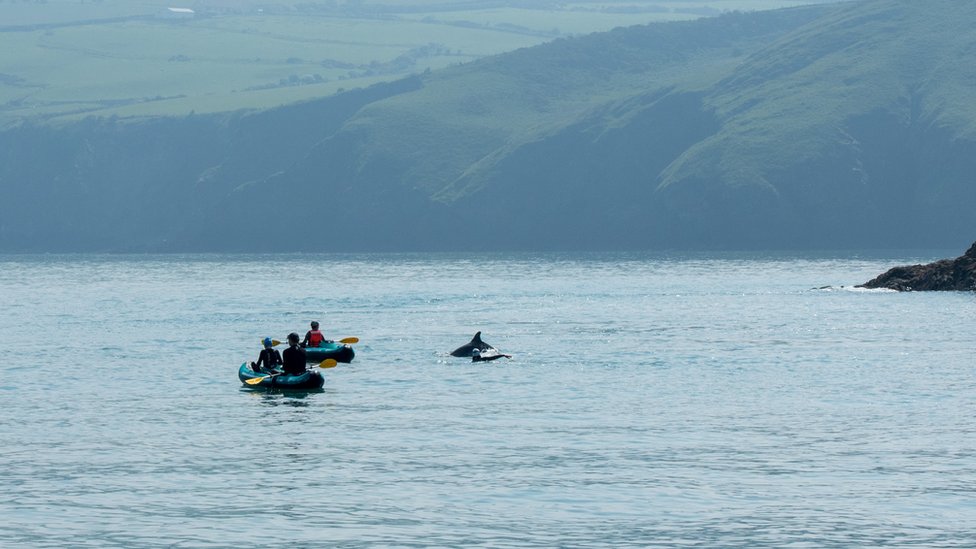Фотография инцидента: Два каяка возле дельфинов