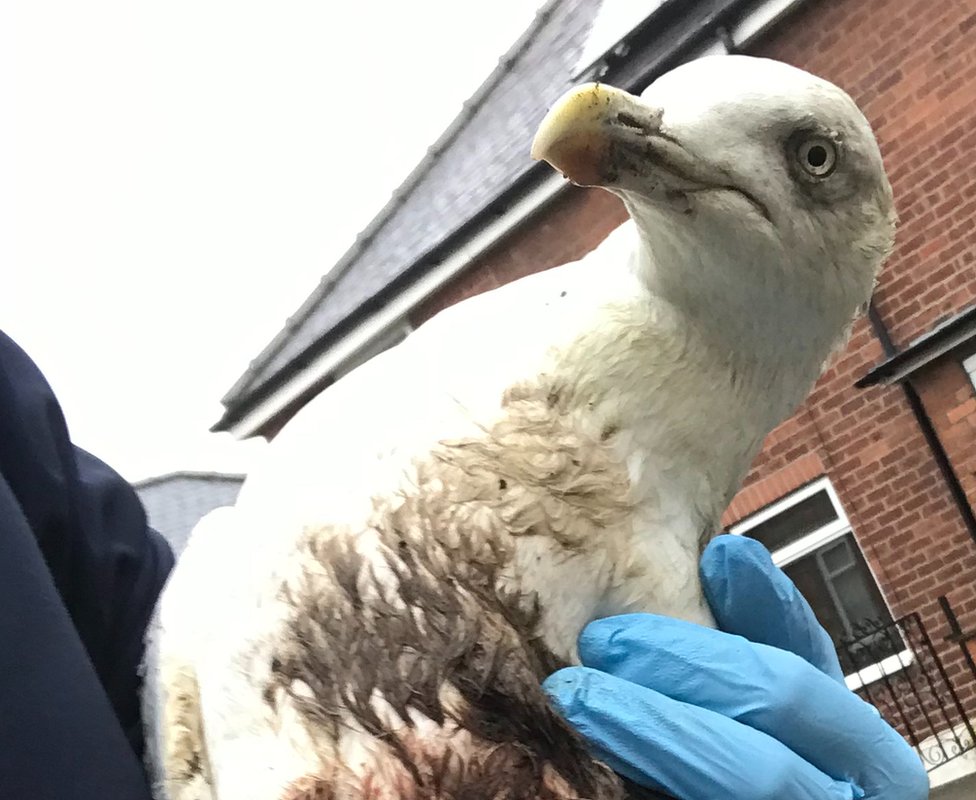 Травмированная чайка задержана инспектором RSPCA